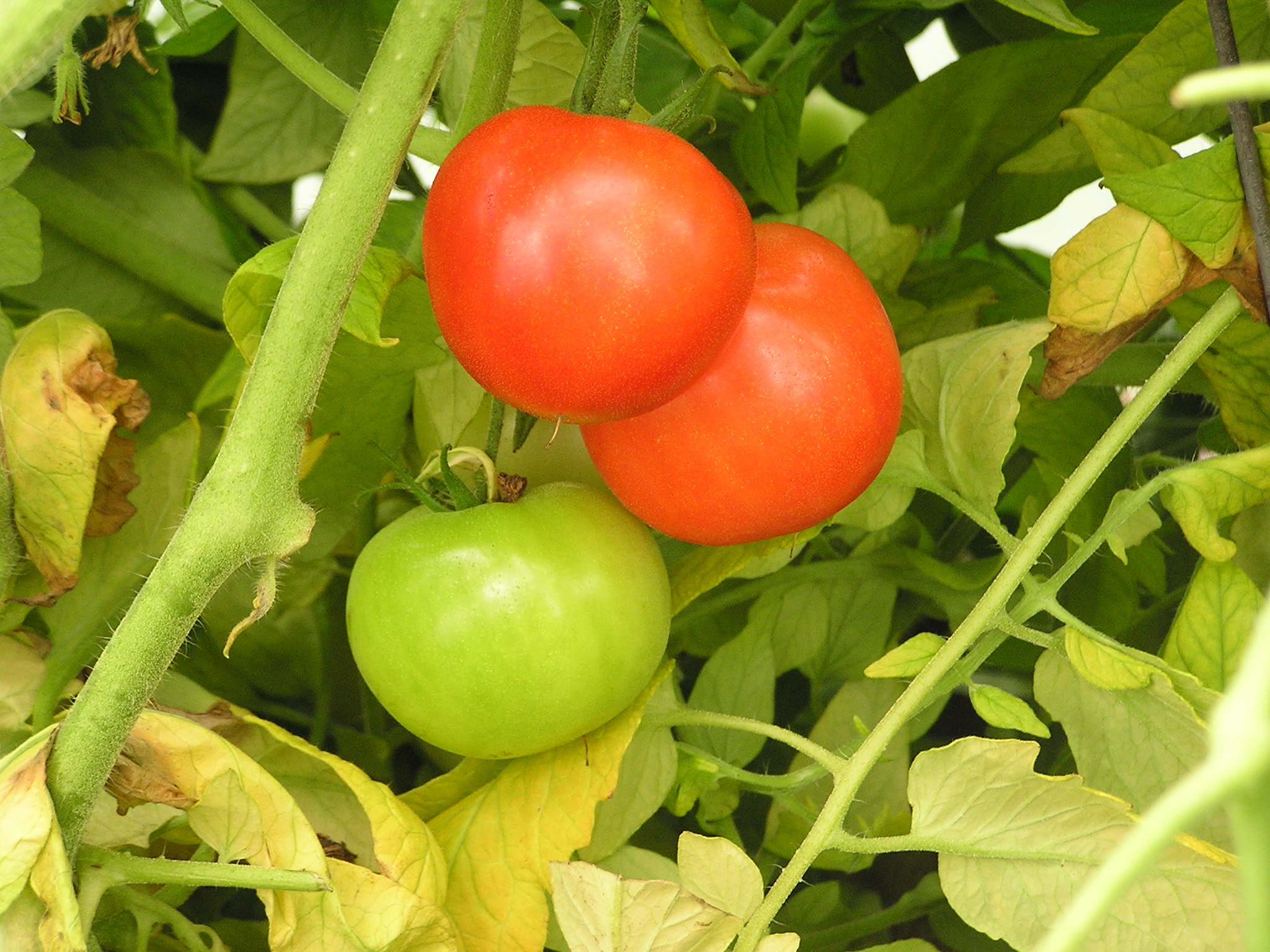 Vine Ripened Tomatoes