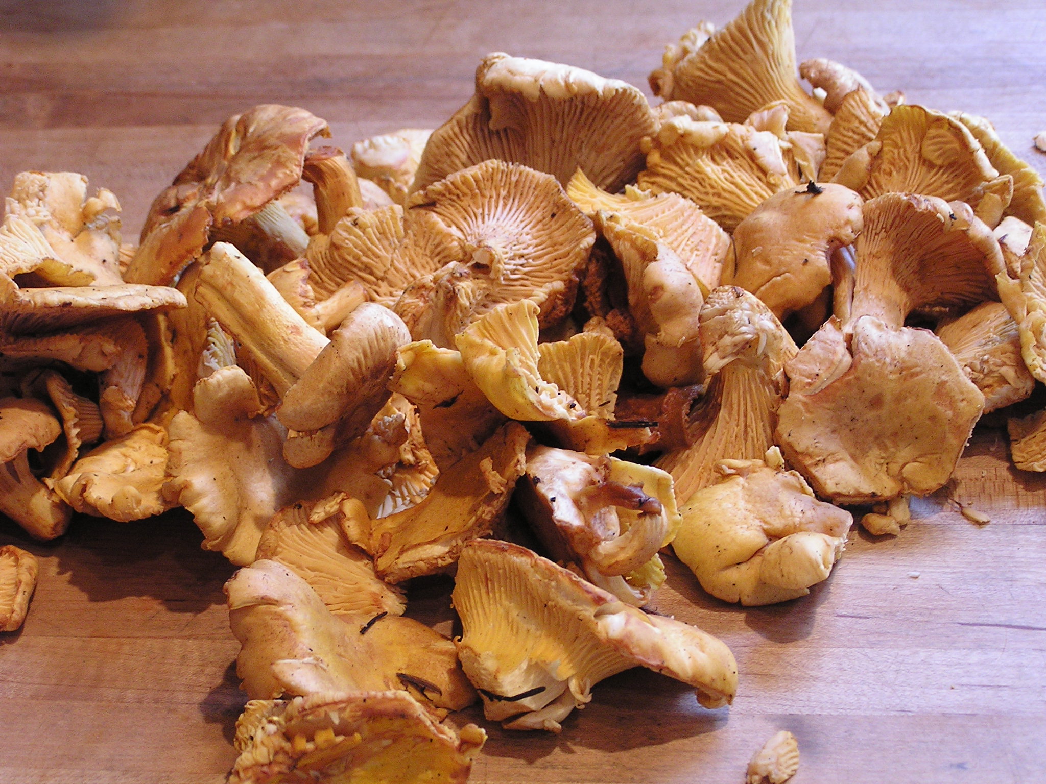 A Pile of Fresh Chanterelles