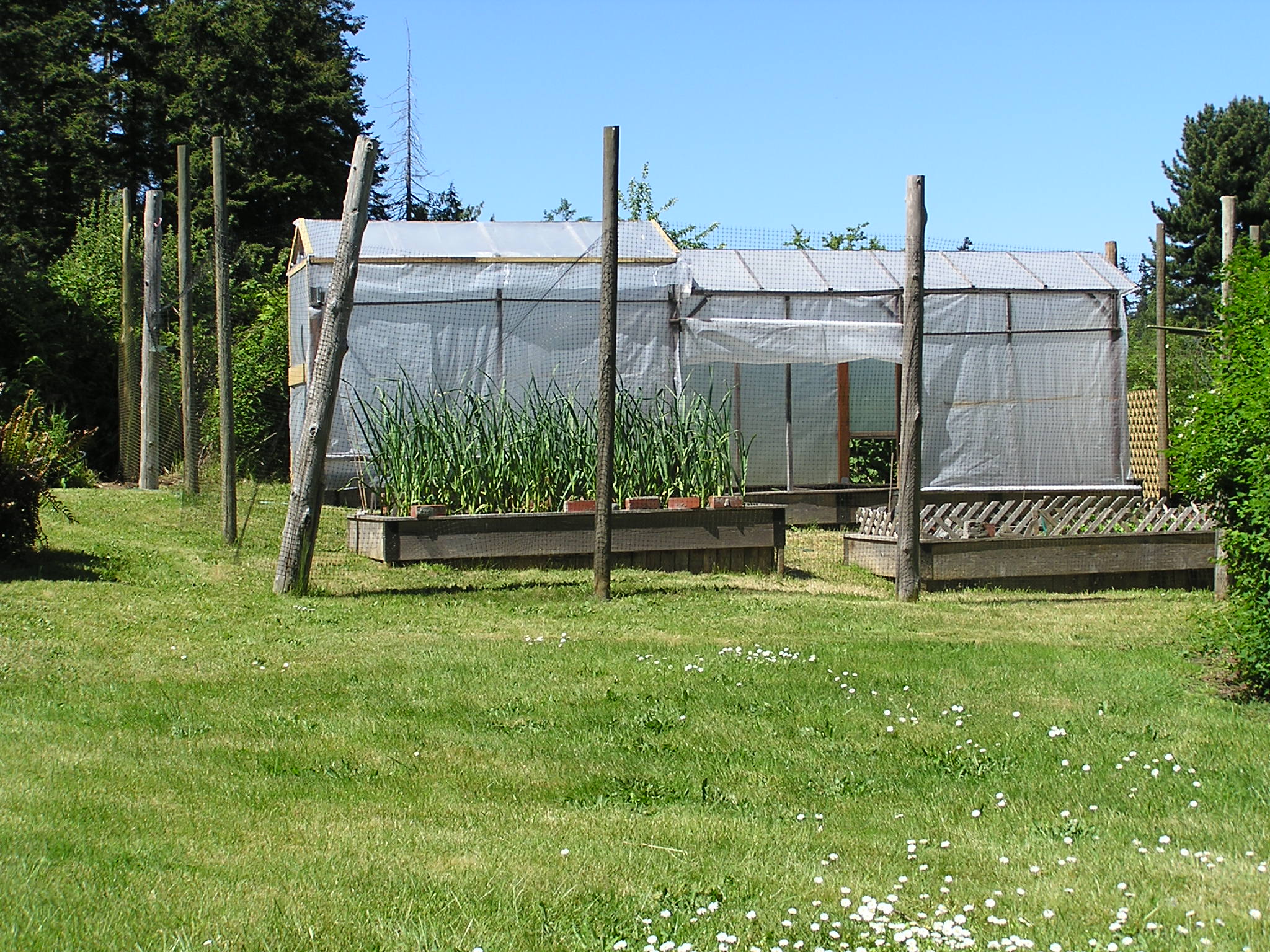 My Vegetable Garden